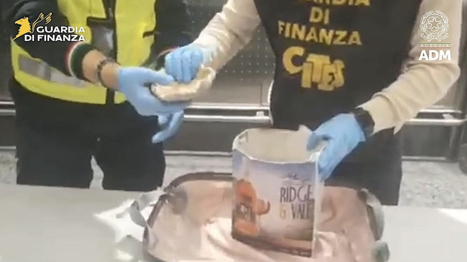 Malpensa, sequestrati coralli protetti da normativa CITES per rischio estinzione